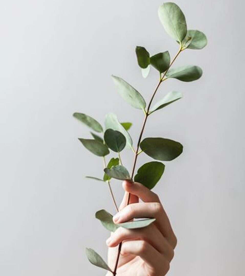 Hand holding eucalyptus branch